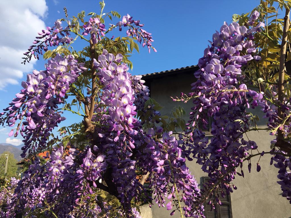 B&B Villa Dei Pini Cannobio Luaran gambar